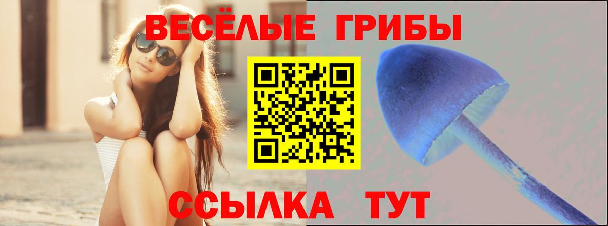 Мончегорск  Галлюциногенные грибы Psilocybe  Вход с VPN 